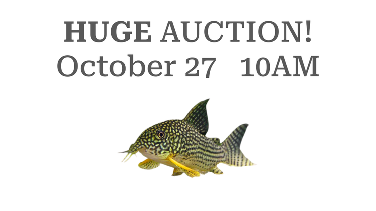 BAS October 2024 Fall Auction