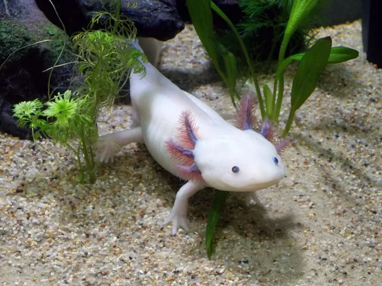 All About Axolotls: March 2025 Monthly Meeting