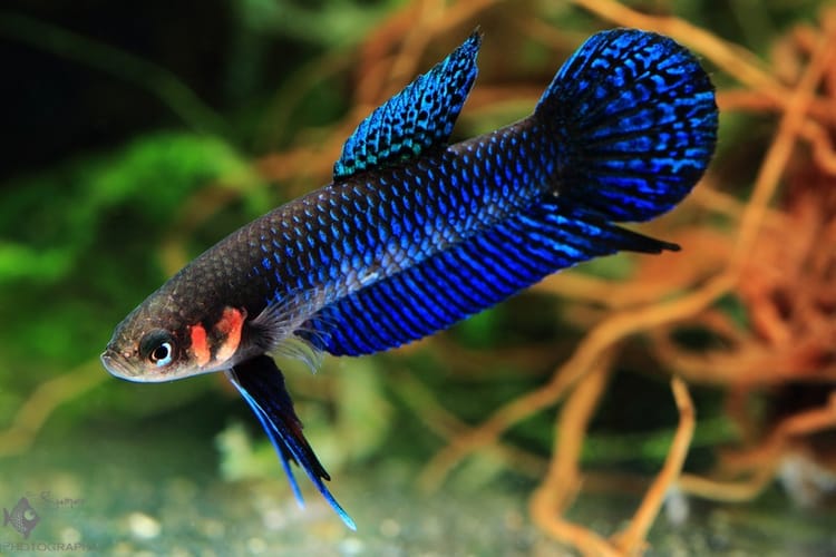 Wild Betta Fish: June 2025 Monthly Meeting