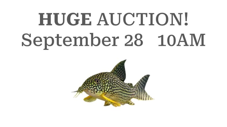 BAS September 2025 Fall Auction