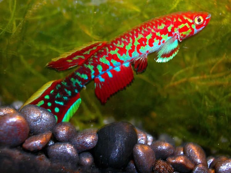 Tony Pinto: an introduction to killifish on September 15th