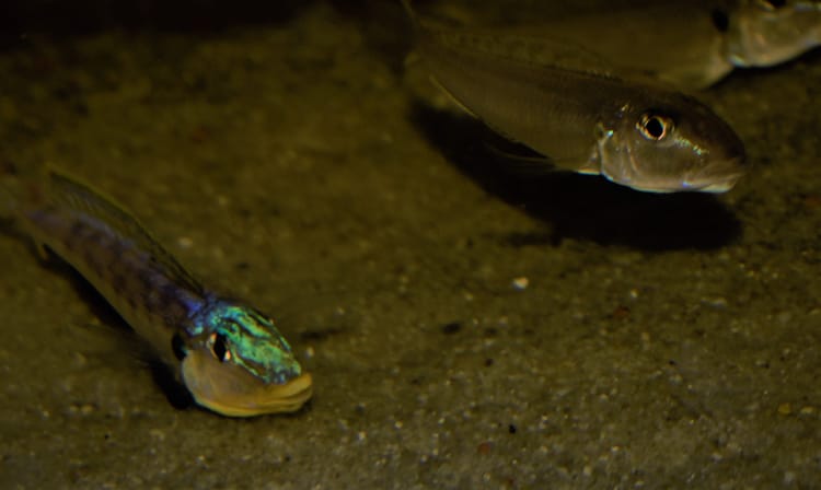 March Meeting - The Fish of Lake Tanganyika