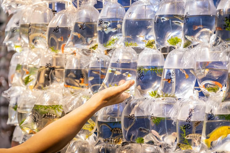 May Meeting - Spring Auction