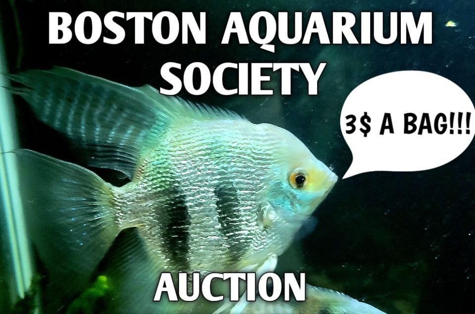 November  27th 2023 Monthly Meeting: Annual Auction
