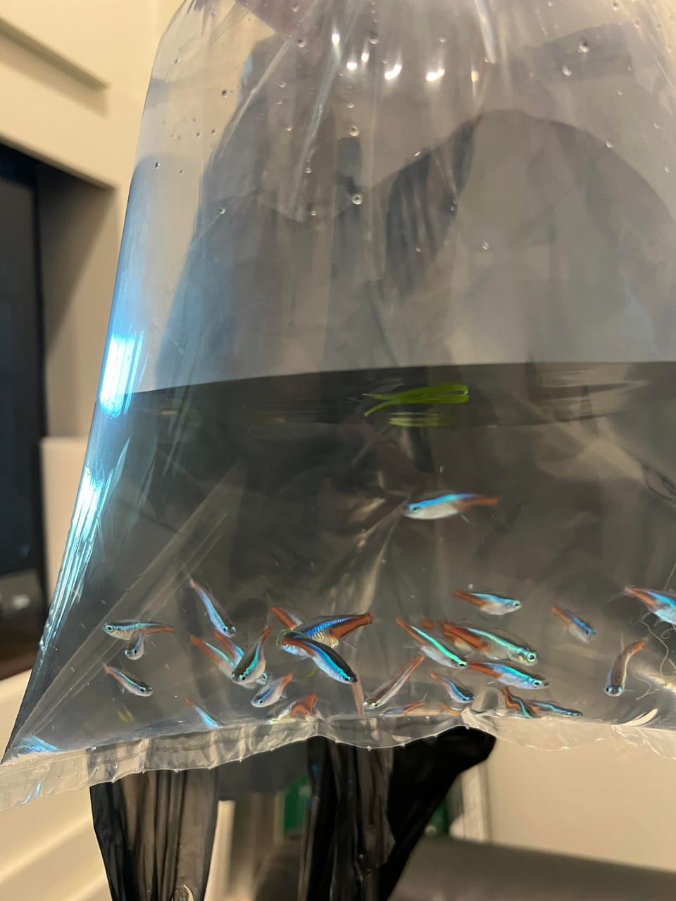 Preparing for a Swap Meet: April 2025 Monthly Meeting