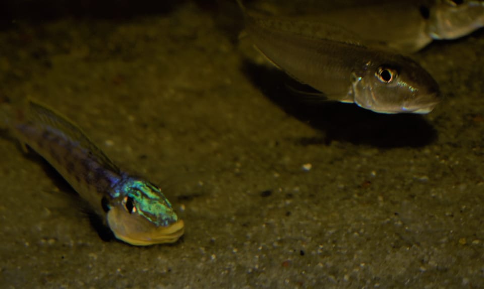 March Meeting - The Fish of Lake Tanganyika