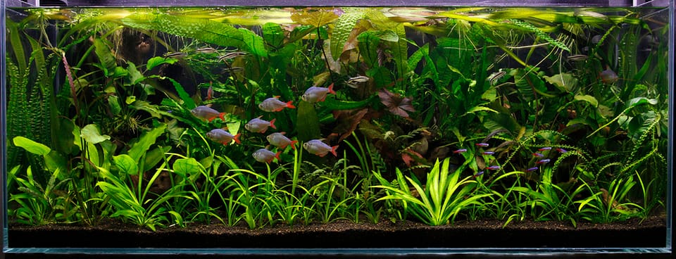 April Meeting - Plant Biomes